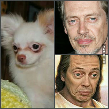 My dog looks like Steve Buscemi. 9GAG