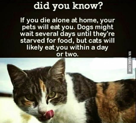 what cat will eat