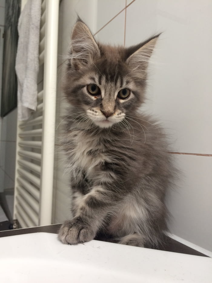 9gag Family Help Us To Name Our First Maine Coon Baby Isn t He Sweet 9gag-family-help-us-to-name-our-first-maine-coon-baby-isn-t-he-sweet