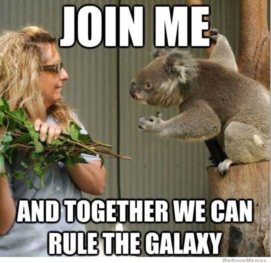 koala1