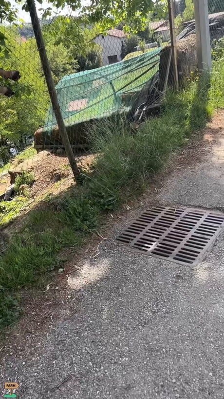 Animals being animals