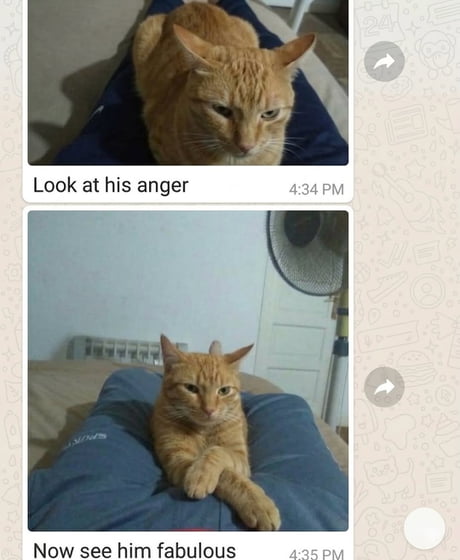 Cat Raging Mem Best Funny angry cat Memes - 9GAG