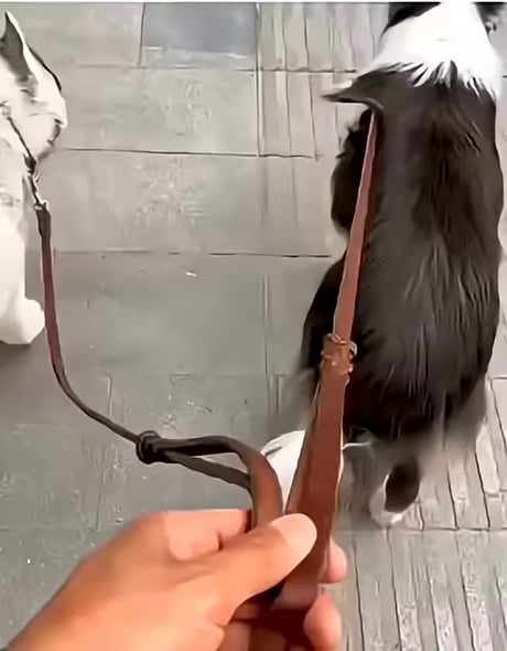 Get back here you goddamn eskimo
