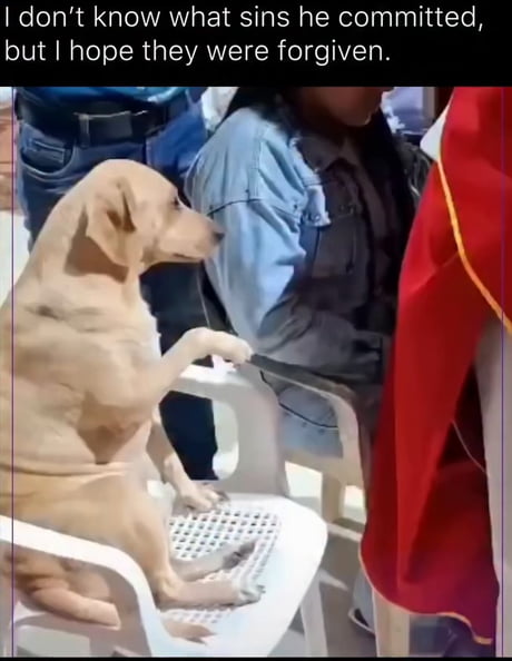 Bless the Doggo