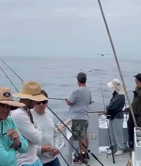 A very tired owl at sea, comes to rest