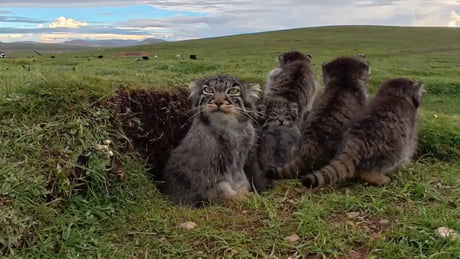 A family of wild Pallas's cats