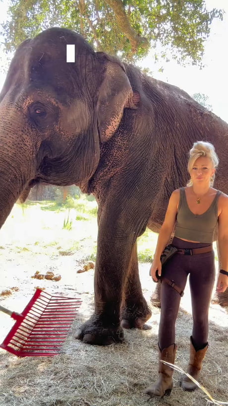 The laugh of the elephant in the end