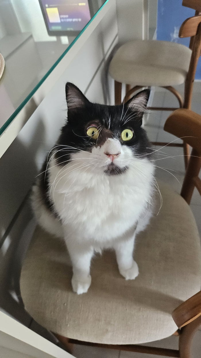 We still doing cats? Meet Zuko