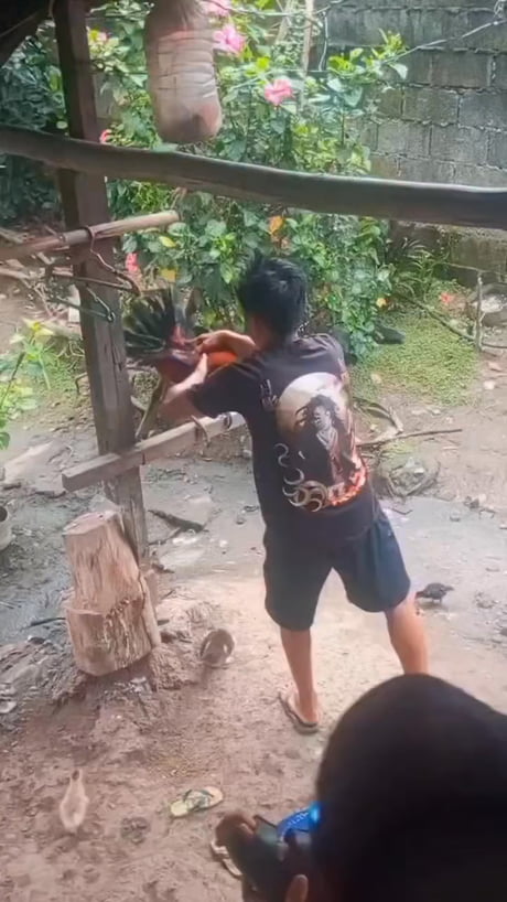 Now that's cock fighting