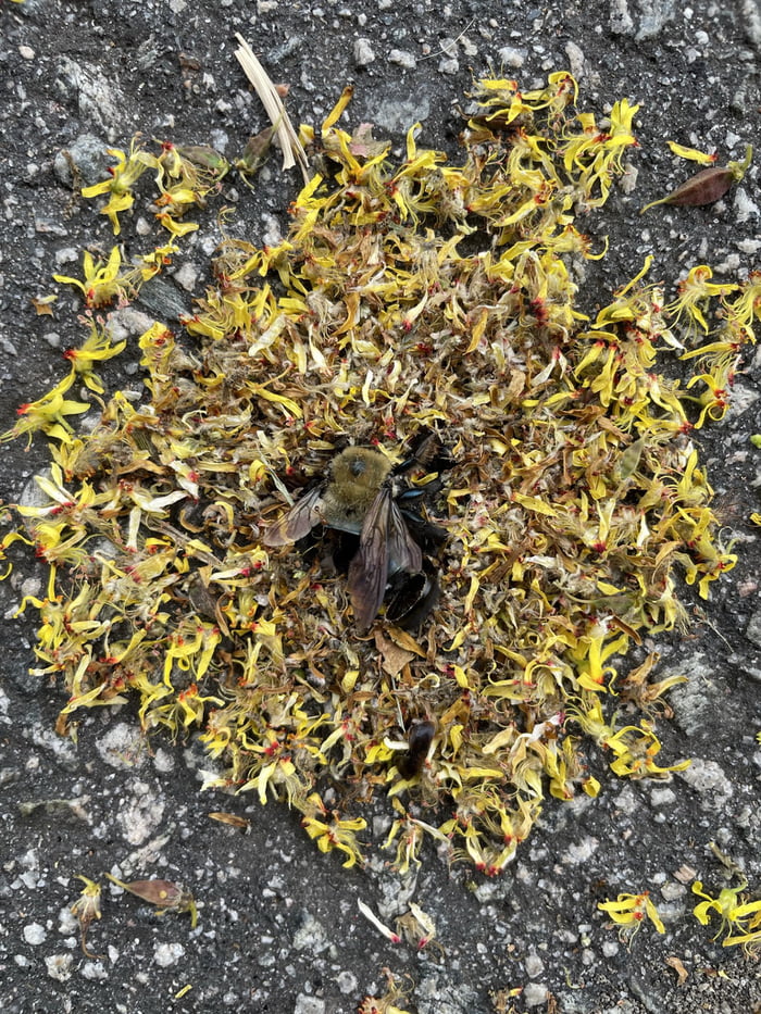 Ants bury a dead bee in flowers 9GAG