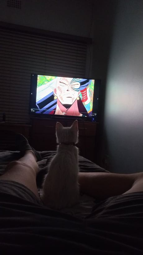 Lost a friend today. But this little guy decided to stand in for him watch  some anime with me like we used to. Going to miss you man - 9GAG