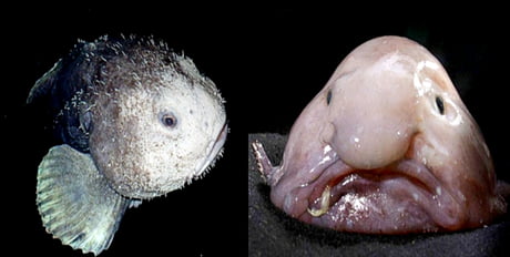 The Blobfish before and after the extreme tissue damage it suffers