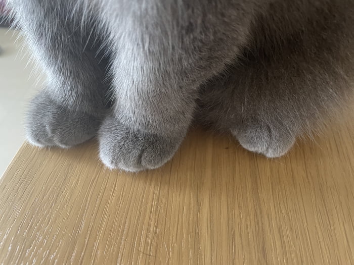 I don’t know who needs this today but here are my cat’s paws. 9GAG