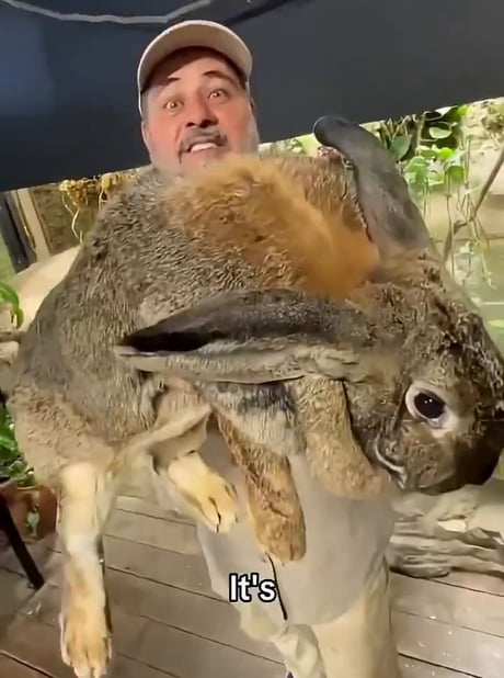 Flemish Giants are a real life Big Chungus