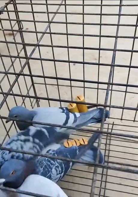 A pigeon tail whistles purpose is to deter predators or create tactical diversion withing warfare..or make your neighbors think aliens have arrived..