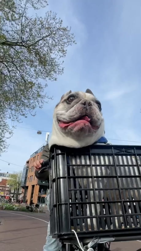 Biking with doggo