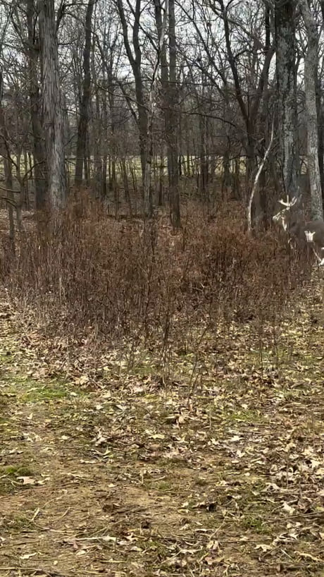 Never seen a calico deer before, absolutely stunning