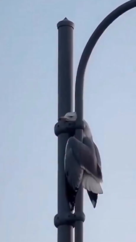 Poor little guy got his head caught in a lamppost. Luckily there are still human beings among us.