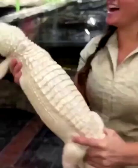 Who knew alligators love a good scrub