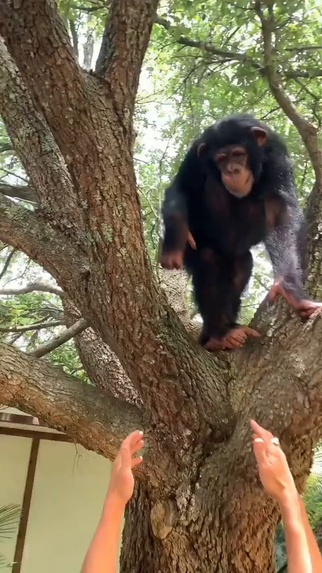 To think there's people out there that think they can take a chimp in a fight...