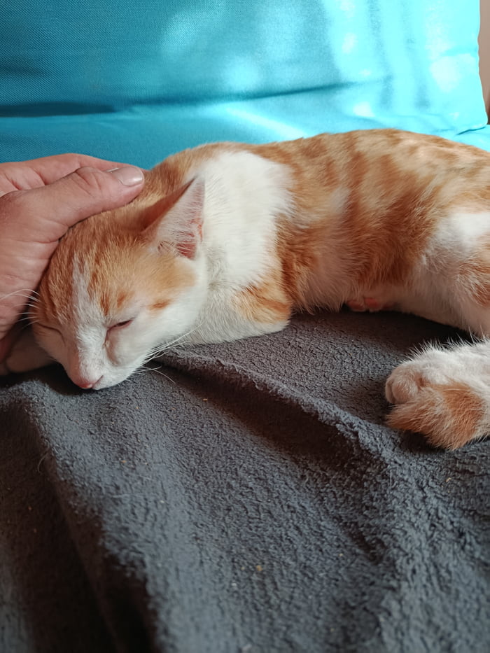 I was in the forest picking mushroms when this dude came from nowhere. Followed me for an hour in the forest and jumped in the car when i came back. Welcome to your new home. How should i name him, my gf said 