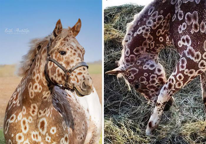 This Beauty Is A Sorrel Peacock Leopard Appaloosa, Owned By Gws ...