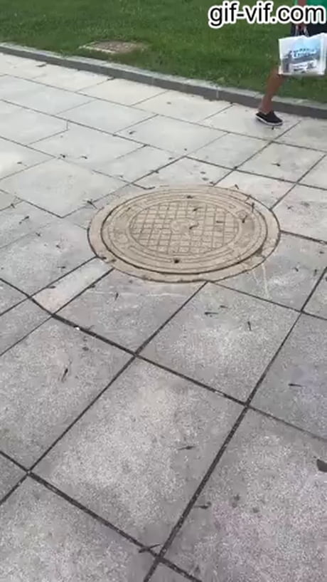Dragonflies eating mosquitoes that come out of a sewage well