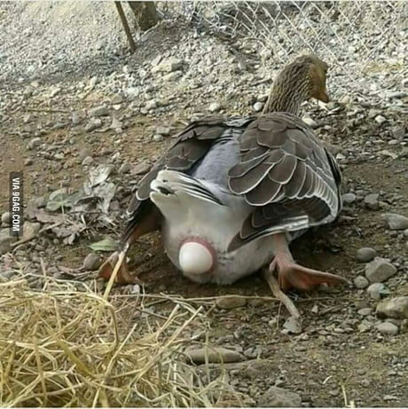 duck giving eggs