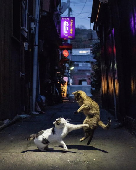 Japan Cat Fight