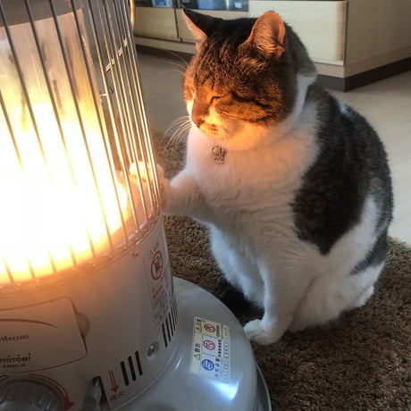 Chonky Cat Loves His Heater - 9GAG