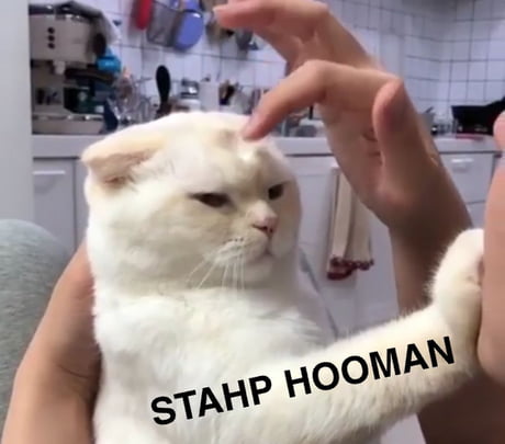 stahp meme cat