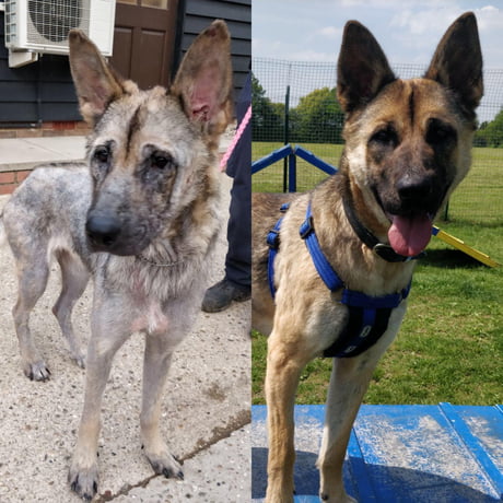 german shepherd mange