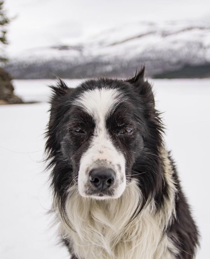 Keke, the 14 yr old border collie from Northern Norway