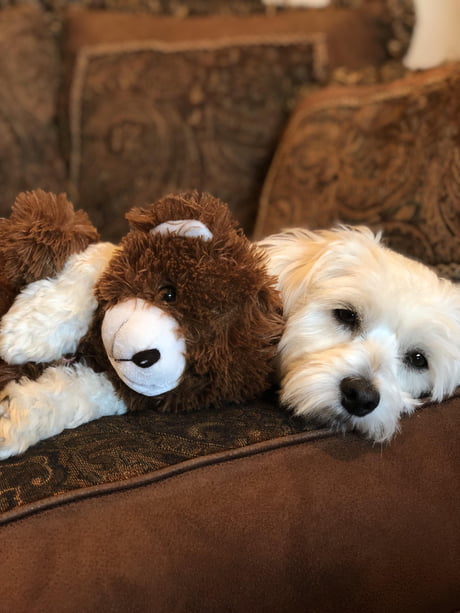 puppy cuddling teddy bear