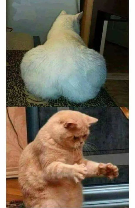 Dat Ass Cat Meme