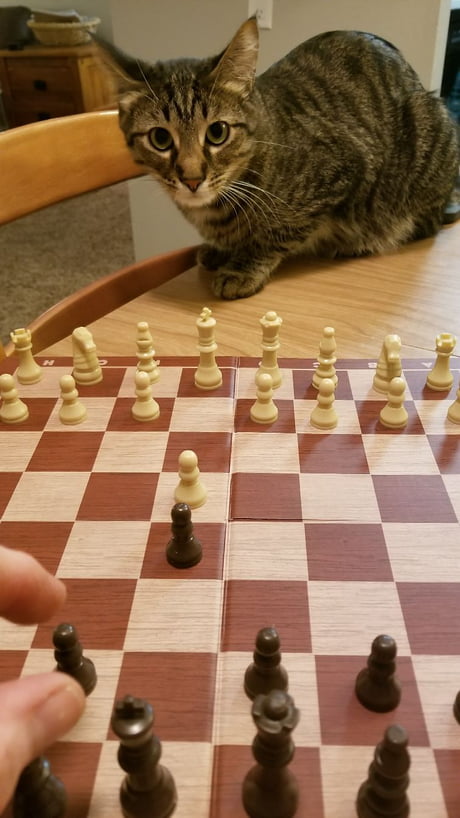 cat playing chess meme｜TikTok Search