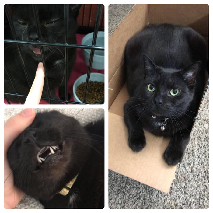 My silly shelter kitty Minerva! She was sick and weak when we got her, but now she’s healthy and ADORES when you scratch above her nose. My little vampire kitty