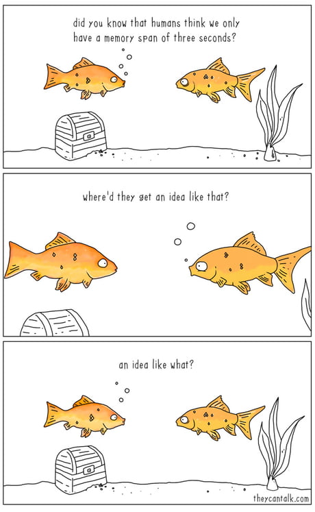 Do fish have good memories or are they forgetful?