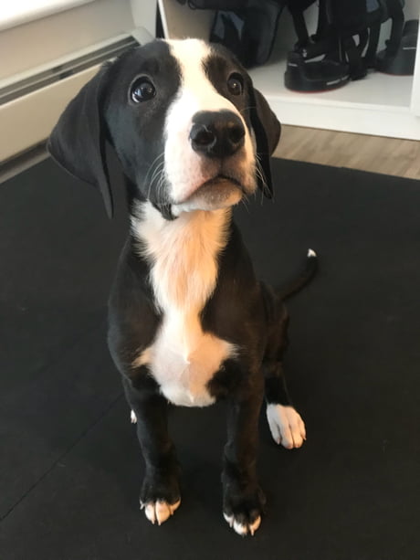 3 month great dane puppy