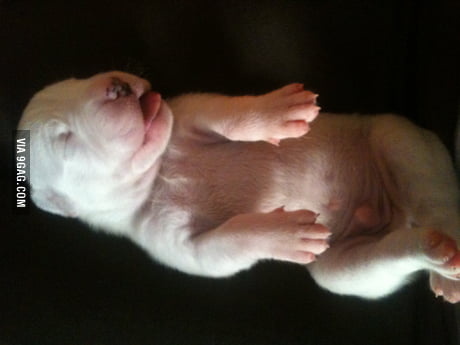 Dogo 2024 argentino baby