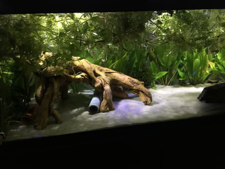 Saw A Guy Post His Planted Aquarium I Raise You This Good Sir My 75 Gallon Planted Tank 9gag