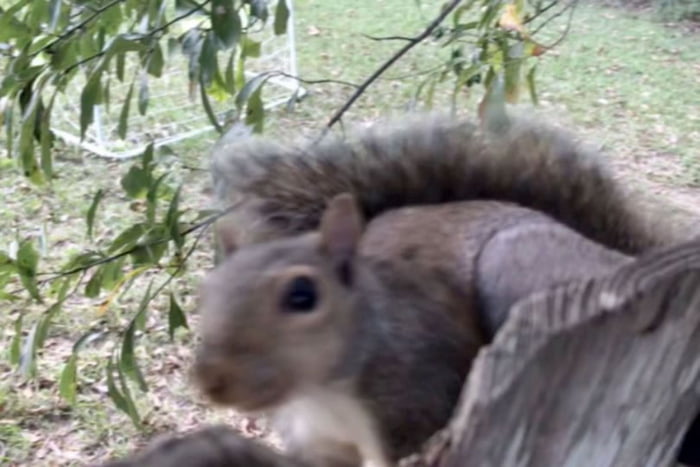 Squirrel Gets Trapped In A Fence By Its Testicles 9gag