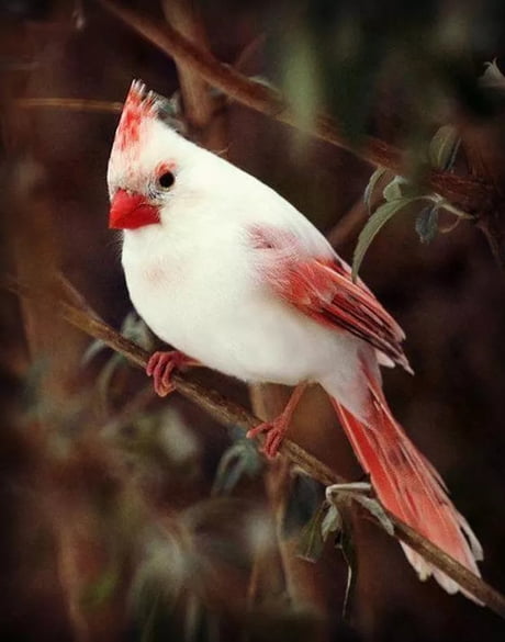 White Cardinal