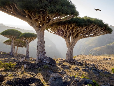 The Dragon S Blood Trees Of Socotra Island Yemen 9gag