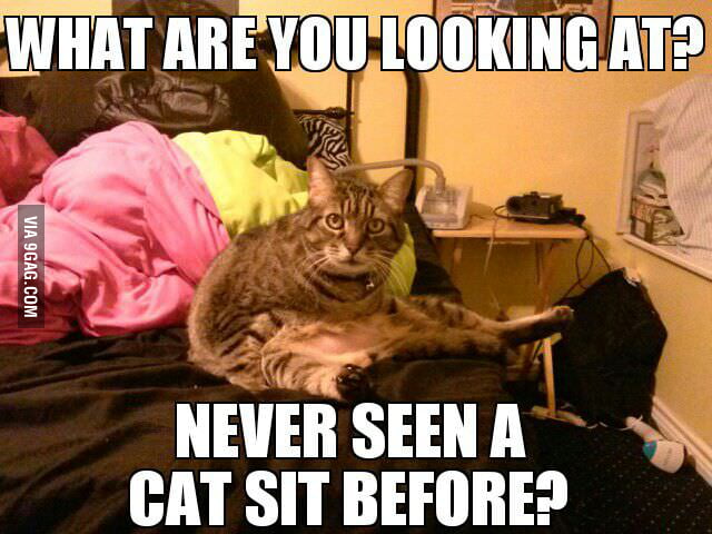 My cat sits like this all the time. So I made him a meme Pft - 9GAG