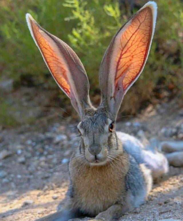 Absolute units of ears