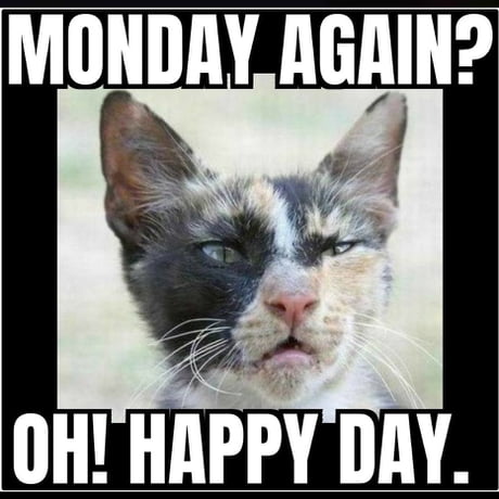 happy monday funny cat