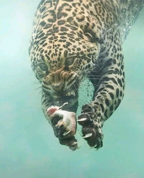A shot of a Jaguar catching a piece of meat under water.