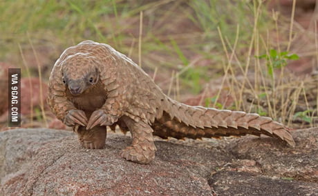 This is the African Pangolin. Its front claws are too big to walk on and  are used primarily for digging for insects. - 9GAG