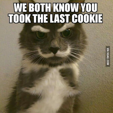 Cat, meme, funny, cookie - 9GAG